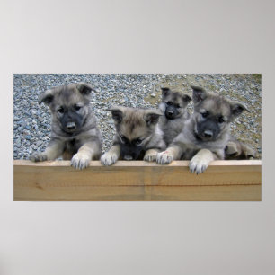 Norwegian Elkhound Puppies ポスター