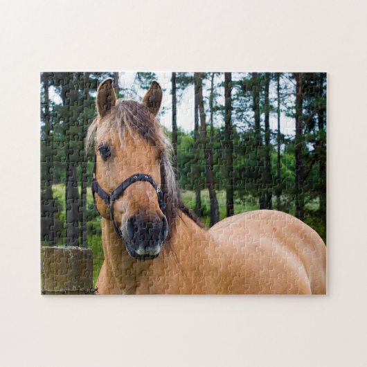 Norwegian Fjord Horse Jigsaw puzzle ジグソーパズル (横)