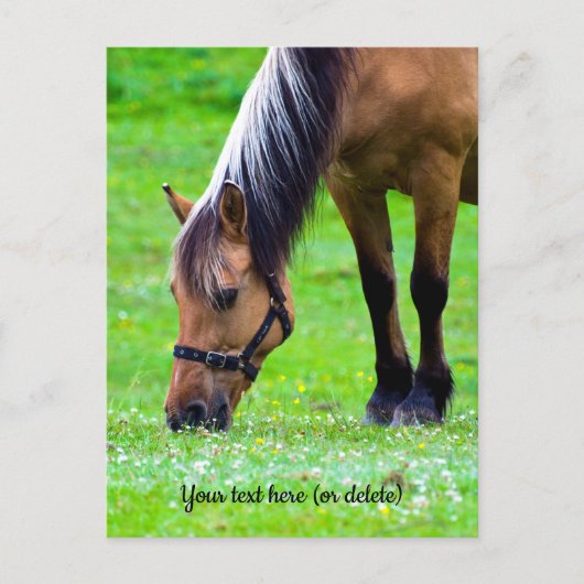 Norwegian Fjord Horse Postcard ポストカード (正面)
