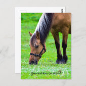 Norwegian Fjord Horse Postcard ポストカード (正面/裏面)