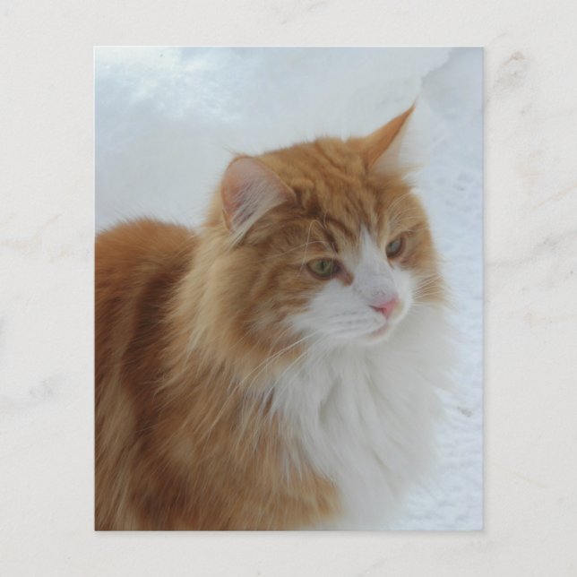 Norwegian_Forest_Cat (正面)