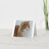 Norwegian_Forest_Cat カード (正面)