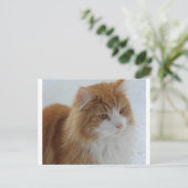 Norwegian_Forest_Cat シーズンポストカード (スタンド正面)
