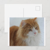 Norwegian_Forest_Cat シーズンポストカード (正面/裏面)