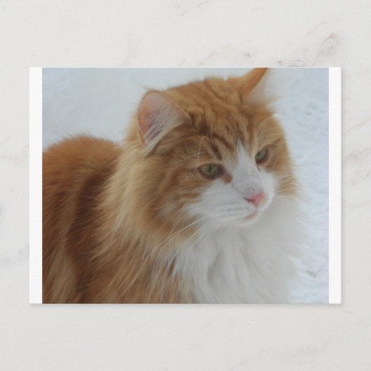 Norwegian_Forest_Cat シーズンポストカード (正面)