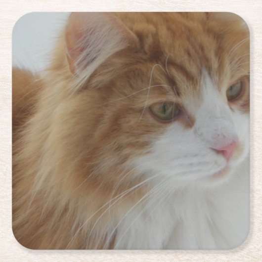 Norwegian_Forest_Cat スクエアペーパーコースター (正面)