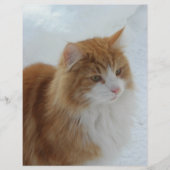 Norwegian_Forest_Cat チラシ (正面)