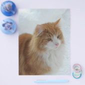 Norwegian_Forest_Cat チラシ (シングル)