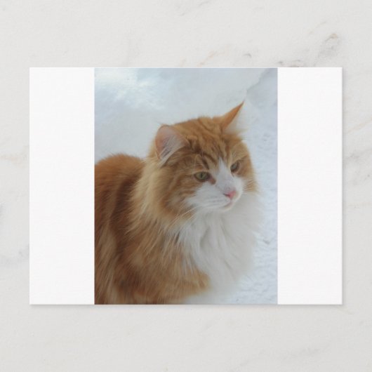 Norwegian_Forest_Cat ポストカード (正面)
