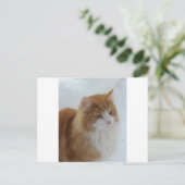 Norwegian_Forest_Cat ポストカード (スタンド正面)