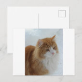 Norwegian_Forest_Cat ポストカード (正面/裏面)