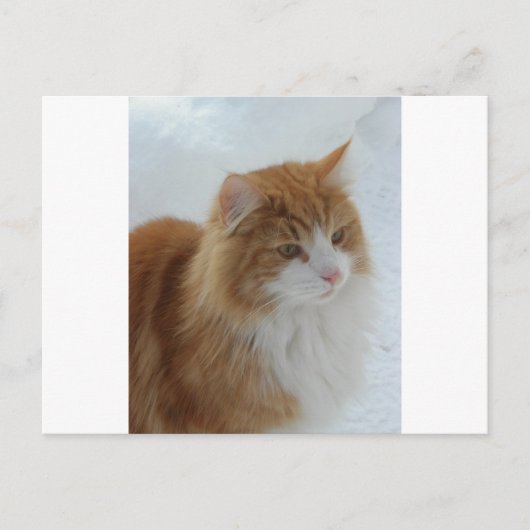Norwegian_Forest_Cat ポストカード (正面)