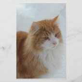Norwegian_Forest_Cat 便箋 (正面)