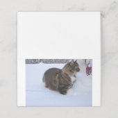 norwegian forest cat in snow プレイスカード (外部開封)
