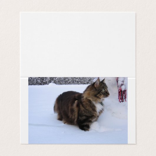 norwegian forest cat in snow 名刺 (外部フラット)