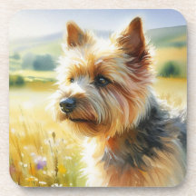 Norwich Terrier
