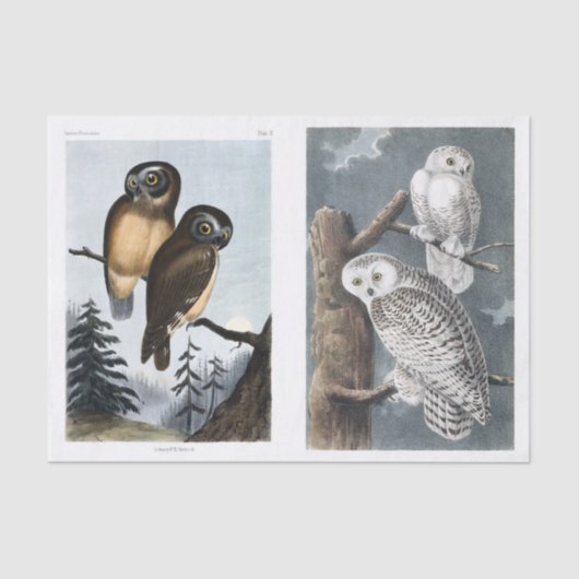 NOS Vintage Antique Stunning Owl Illustrations 薄葉紙 (正面)