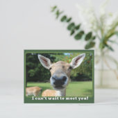 Nosy鹿はあなたを満たすために待つことができない先生注 ポストカード (スタンド正面)