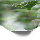 Nosy Gray Squirrelフォトプリント フォトプリント (角)