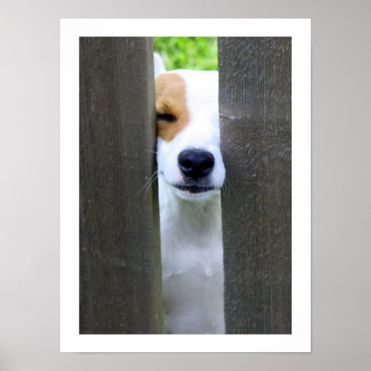 Nosy Neighbor - Jack Russell Terrier Poster ポスター (正面)