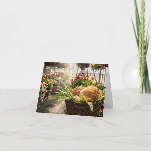 Note Card Cat Napping in Hanging Fern Basket カード (正面)