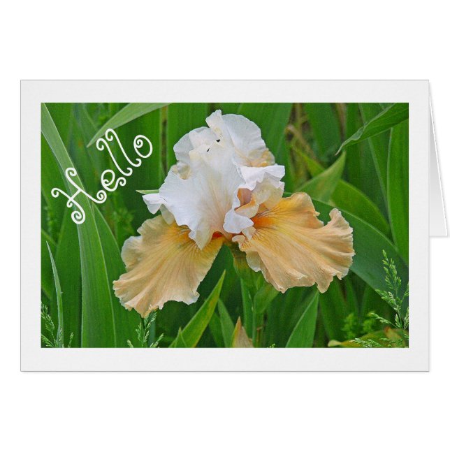NOTECARD, PEACH and WHITE IRIS/ HELLO /PHOTO. (正面横)