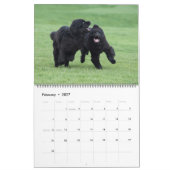 Notta Bear Newfs In Motion Calendar カレンダー (2月 2027)