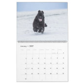 Notta Bear Newfs In Motion Calendar カレンダー (1月 2027)