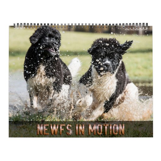Notta Bear Newfs In Motion Calendar カレンダー (カバー)