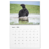 Notta Bear Newfs In Motion Calendar カレンダー (3月 2026)