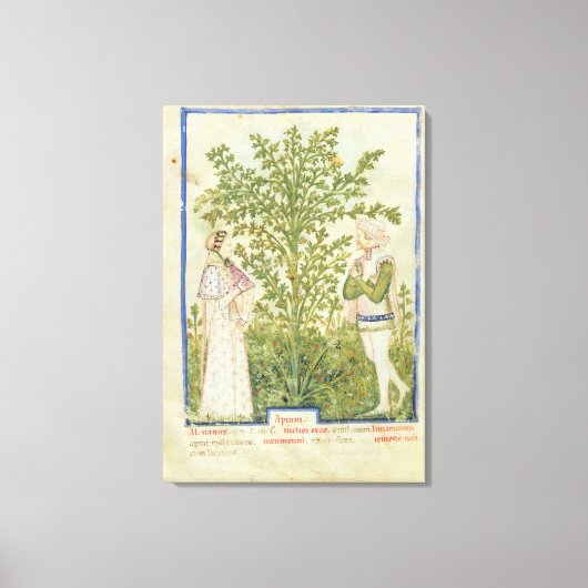Nouv Acq Lat Celery, from 'Tacuinum Sanitatis' キャンバスプリント (正面)