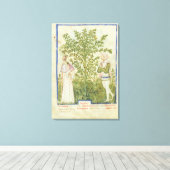 Nouv Acq Lat Celery, from 'Tacuinum Sanitatis' キャンバスプリント (インサイチュ (ウッドフロア))