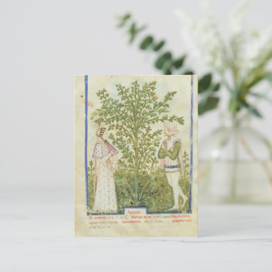 Nouv Acq Lat Celery, from 'Tacuinum Sanitatis' ポストカード (スタンド正面)
