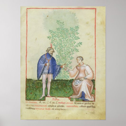 Nouv Acq LatRoses, from 'Tacuinum Sanitatis' ポスター (正面)