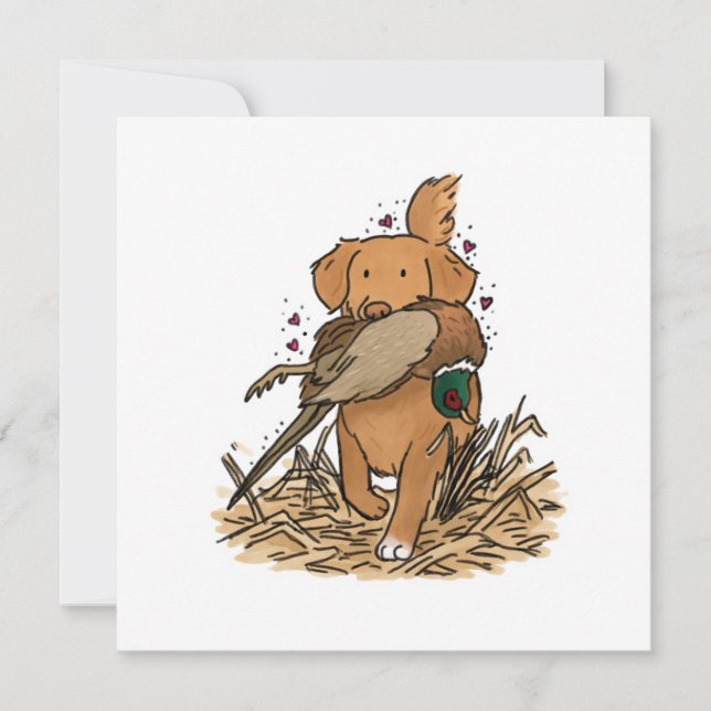 Nova Scotia Duck Tolling Retriever (正面)