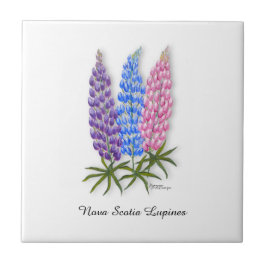 Nova Scotia Lupines タイル