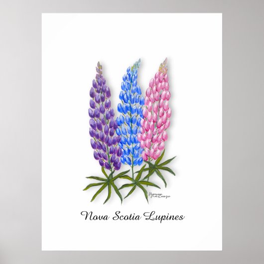 Nova Scotia Lupines ポスター (正面)