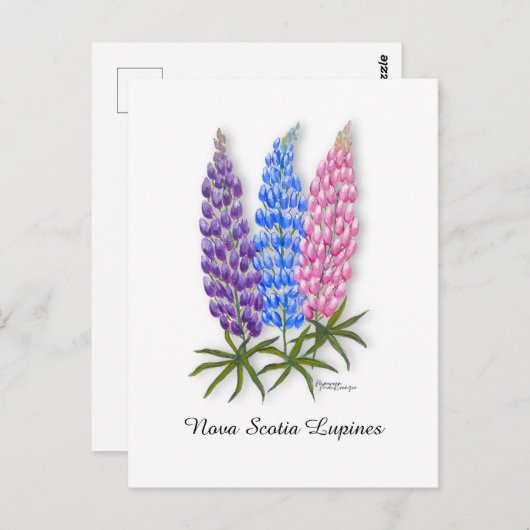 Nova Scotia Lupines ポストカード (正面/裏面)
