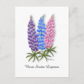 Nova Scotia Lupines ポストカード (正面)