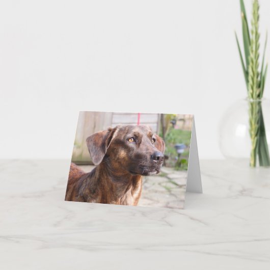 Nowzadの救助犬Brin Notecard カード (正面)