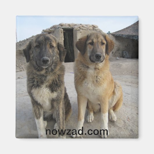 Nowzad Dogsマグネット マグネット (正面)