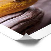 NRスネークフォトグラフィー_Page000 ポスター (角)