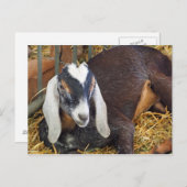 Nubianかわいらしヤギの写真 ポストカード (正面/裏面)
