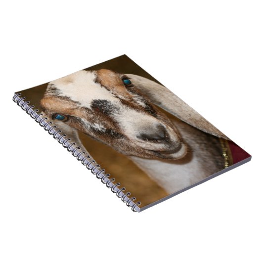 Nubianの酪農場のヤギの雌ジカの白のストライプのヤギ ノートブック (右側)