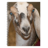 Nubianの酪農場のヤギの雌ジカの白のストライプのヤギ ノートブック (正面)
