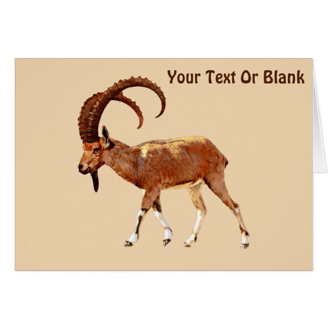 Nubian Ibex - Ein Gedi (正面横)