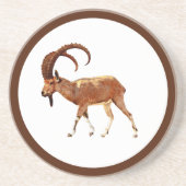 Nubian Ibex - Ein Gedi コースター (正面)