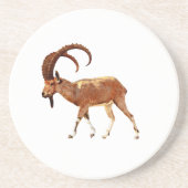 Nubian Ibex - Ein Gedi コースター (正面)