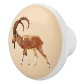 Nubian Ibex - Ein Gedi セラミックノブ (右)