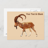 Nubian Ibex - Ein Gedi ポストカード (正面/裏面)